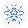 Kingswinford Hornet Nest Removals
