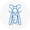 Kingswinford Wasp Nest Removal